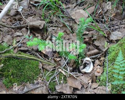 Tasso canadese (Taxus canadensis) Plantae Foto Stock