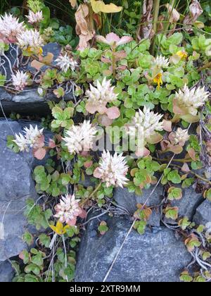 Stonecrop caucasico (Phedimus spurius) Plantae Foto Stock