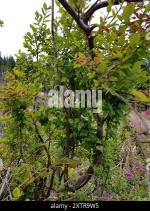 Plantae di mirtillo a foglia ovale (Vaccinium ovalifolium) Foto Stock