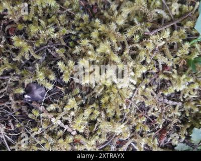 Muschio del collo dell'oca (Rhytidiadelphus) Plantae Foto Stock