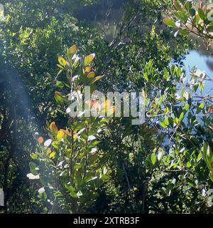 Veleno bushmans (Acokanthera oppositifolia) Plantae Foto Stock