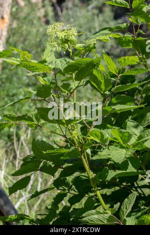 (Aralia bicrenata) Plantae Foto Stock