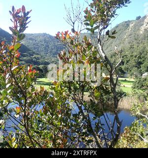 Veleno bushmans (Acokanthera oppositifolia) Plantae Foto Stock