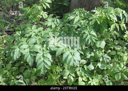 angelica (Angelica atropurpurea) Plantae con stelo viola Foto Stock