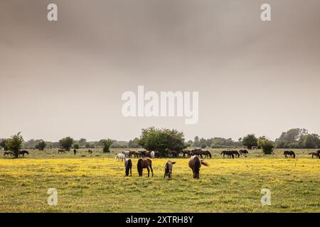 Foto di cavalli che pascolano e mangiano erba al tramonto a Zasavica, Serbia. Il cavallo è un mammifero addomesticato, con un dito solo e zoccolo. Appartiene al taxo Foto Stock