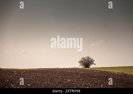 Questa fotografia cattura il tranquillo paesaggio della campagna serba, caratterizzato da un vasto campo con un albero solitario in piedi prominente nella parte posteriore Foto Stock