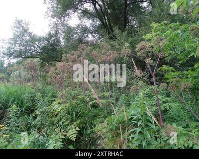 angelica (Angelica atropurpurea) Plantae con stelo viola Foto Stock