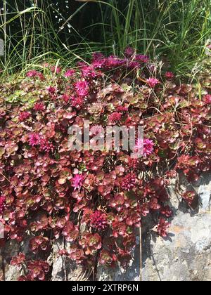 Stonecrop caucasico (Phedimus spurius) Plantae Foto Stock