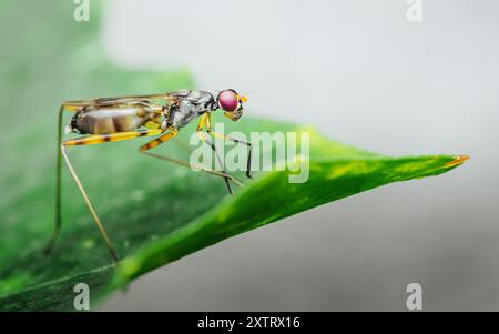 Primo piano mosca a gambe inclinate su foglia verde, splendido scatto macro di Micropezidae. Foto Stock