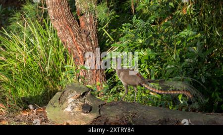 Un maschio adulto, superbo lyrebird, in piena vista, pattuglia lungo il bordo del suo territorio subtropicale, nella sua esposizione territoriale. Foto Stock