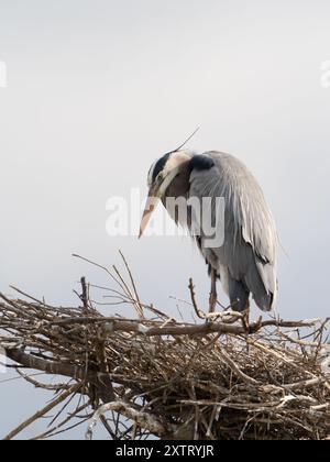 Grande airone blu che guarda attentamente il suo nido mentre si trova su un ramo sul bordo del nido. Fotografato nel Delores Fenwick Nature Center di Pea Foto Stock