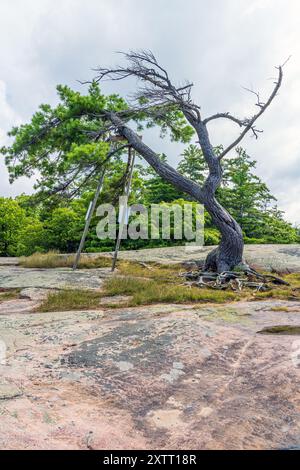 Questo iconico pino bianco, che si stima abbia più di 100 anni, è stato il simbolo del Parco Provinciale di Kilbear per decenni. Probabilmente il tr più fotografato Foto Stock