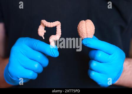 Modelli anatomici di un cervello e di un intestino tenuti da una persona con guanti blu, che illustrano l'anatomia umana e le funzioni degli organi. Foto Stock
