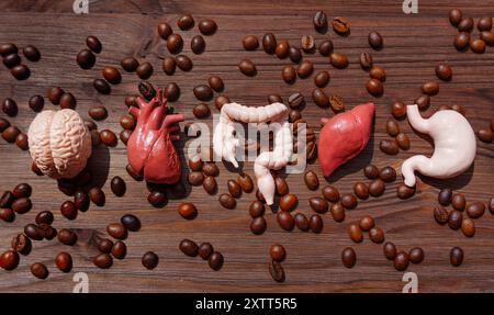 Raccolta di modelli dettagliati di organi umani e chicchi di caffè tostati, disposti su uno sfondo di legno scuro. L'impatto complessivo del caffè sulla salute. Foto Stock