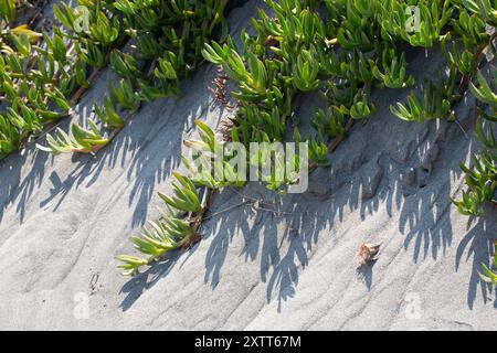 Vegetazione costiera verde e succulenta che prospera su una duna di sabbia sulla spiaggia, creando forti ombre Foto Stock