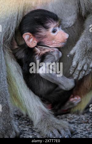 Adorabile babbuino Hamadryas bambino seduto in macchina con mamma Gibuti Foto Stock