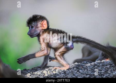 Adorabile babbuino Hamadryas bambino seduto in macchina con mamma Gibuti Foto Stock