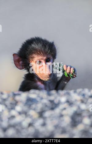 Adorabile babbuino Hamadryas bambino seduto in macchina con mamma Gibuti Foto Stock