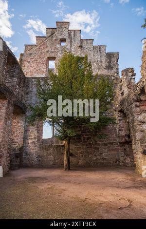 Le rovine del castello in cima alla collina Castello di Zavelstein, a Bad Teinach-Zavelstein, Baden-Württemberg, Germania Foto Stock