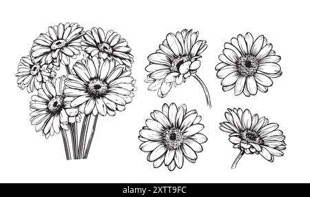 Gerbera, margherita di Barberton, fiore disegnato a mano, fioritura, Gerbera Transvaal Daisy Illustrazione Vettoriale