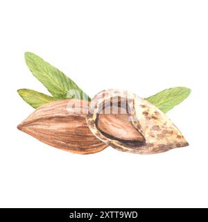 Noci di mandorla. Acquerello sbucciato e in noce d'acqua con foglie. Composizione botanica di cibo vegano disegnato a mano, pila di spuntini. Illustrazione con frutta a nocciolo Foto Stock