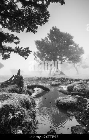 La fitta nebbia si raccoglie sulle foglie e sui rami degli antichi alberi di alloro nella Foresta Fanal di Madeira e scende in uno stagno sottostante. Foto Stock