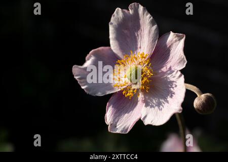 Fiore di Anemone tomentosa illuminato al sole della sera in un giardino, su sfondo nero Foto Stock