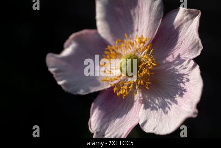 Fiore di Anemone tomentosa illuminato al sole della sera in un giardino, su sfondo nero Foto Stock