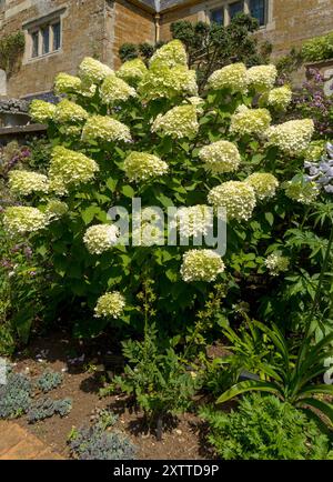 Fiori di Hydrangea Paniculata pianta "Limelight" in fiore, Coton Manor House and Gardens in Summer, Northamptonshire, Inghilterra, Regno Unito Foto Stock