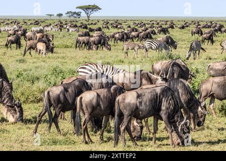 Zebra di Grant, Zebra delle pianure, Equus quagga boehmi e GNU dalla barba bianca, migrazione, Ndutu Plains, Serengeti National Park, Tanzaniautu Plains, se Foto Stock