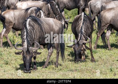 GNU dalla barba bianca, migrazione, pianure Ndutu, Parco Nazionale del Serengeti, Tanzania Foto Stock