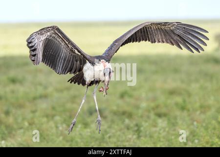 Marabou Stork vicino a carcasse di zebra morte, Ndutu Plains, Serengeti National Park, Tanzania Foto Stock