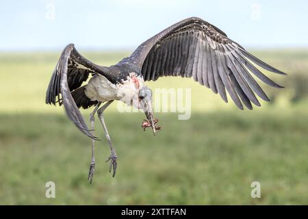 Marabou Stork vicino a carcasse di zebra morte, Ndutu Plains, Serengeti National Park, Tanzania Foto Stock