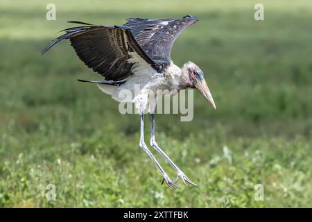 Cicogna di Marabou, sbarco, pianure di Ndutu, Parco Nazionale del Serengeti, Tanzania Foto Stock