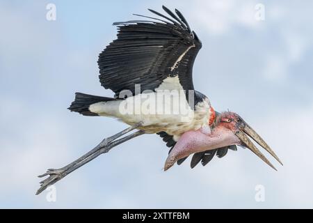 Marabou Stork, in procinto di sbarcare, Ndutu Plains, Serengeti National Park, Tanzania Foto Stock