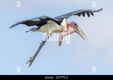 Marabou Stork, in procinto di sbarcare, Ndutu Plains, Serengeti National Park, Tanzania Foto Stock