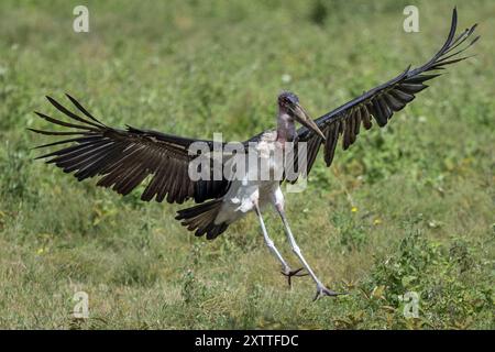 Cicogna di Marabou, sbarco, pianure di Ndutu, Parco Nazionale del Serengeti, Tanzania Foto Stock