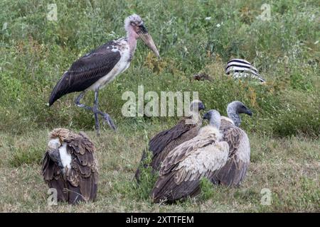 Marabou Storks, a dorso bianco, vicino a carcasse di zebra morte, Ndutu Plains, Serengeti National Park, Tanzania Foto Stock