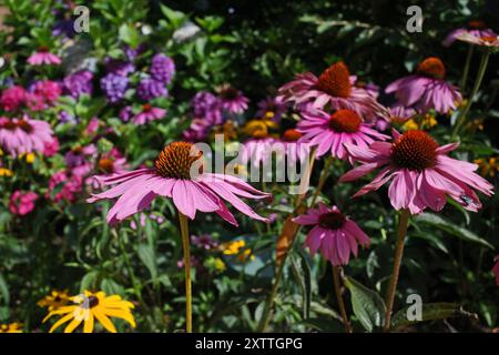 Primo piano di fiori di Echinacea in un colorato letto di fiori Foto Stock