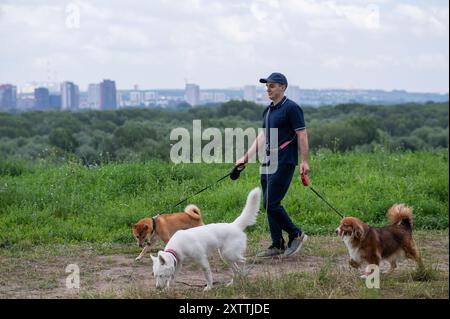 Un uomo caucasico cammina con tre cani. Camminatore per cani. Foto Stock