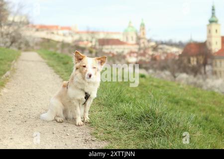 Ritratto di un piccolo e grazioso incrocio nel fiorente frutteto di Praga. Sullo sfondo si puo' vedere il centro di Praga Foto Stock