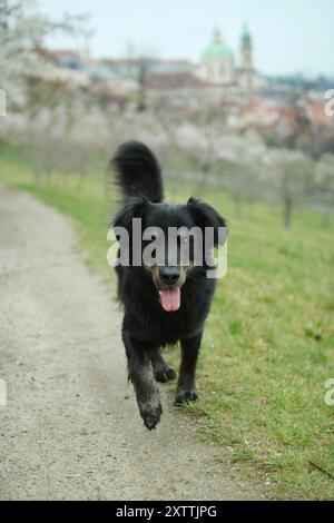 Ritratto di una crocevia nera che cammina nel fiorente frutteto di Praga. Sullo sfondo si puo' vedere il centro di Praga Foto Stock