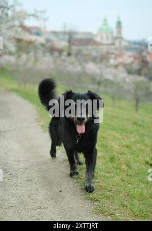 Ritratto di una crocevia nera che cammina nel fiorente frutteto di Praga. Sullo sfondo si puo' vedere il centro di Praga Foto Stock