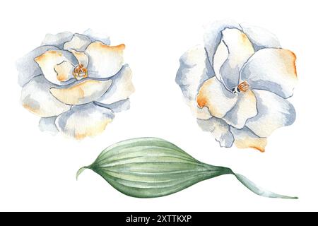 Gardenia bianca con petali arancioni morbidi in acquerello isolato su bianco. Delicati fiori di camelia e foglie disegnati a mano in colori pastello Foto Stock