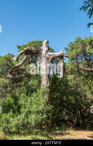 Un grande albero dalle caratteristiche umane domina la cima di una montagna, San Giuliano Terme, Italia Foto Stock