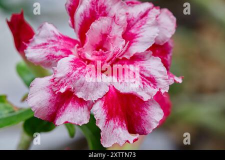 Vista ravvicinata del fiore rosa dell'Adenio che fiorisce nel giardino Foto Stock