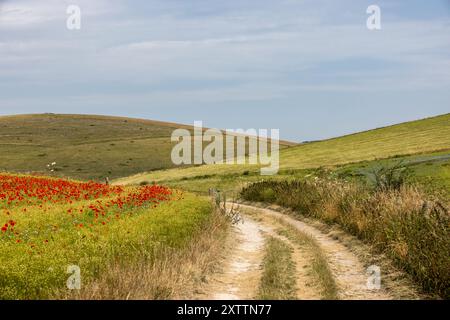 Una vista su un sentiero che attraversa terreni agricoli nel Sussex, in una soleggiata giornata estiva Foto Stock