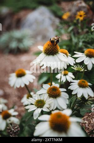 Bumble bee su coneflowers bianchi che fioriscono in giardino il giorno d'estate. Foto Stock