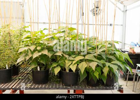 La pianta inizia a crescere in vasi Foto Stock