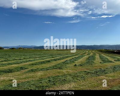 Semina dell'erba nel campo per l'alimentazione delle mucche Foto Stock